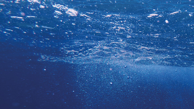 turtle in sea 640x360