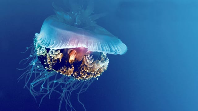 PureThinking 640x360