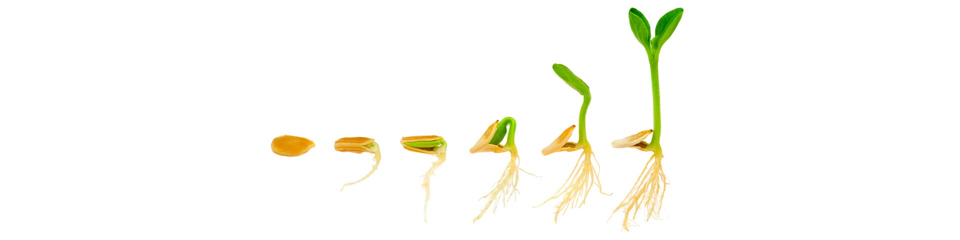 Pulp and Paper 1920x480