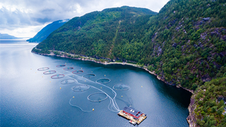 fish-farming-norway-320x180.jpg